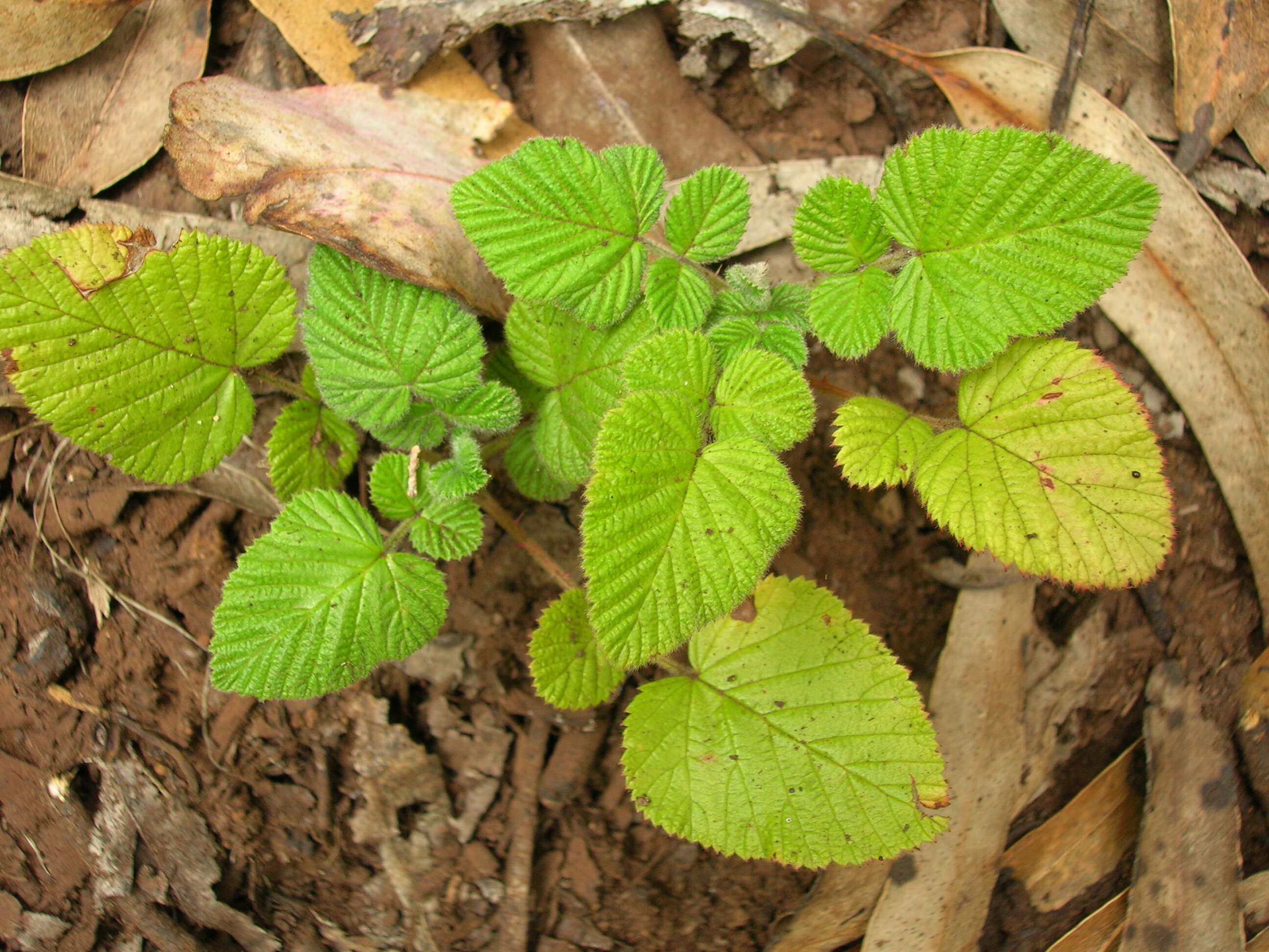 Image of Mysore raspberry