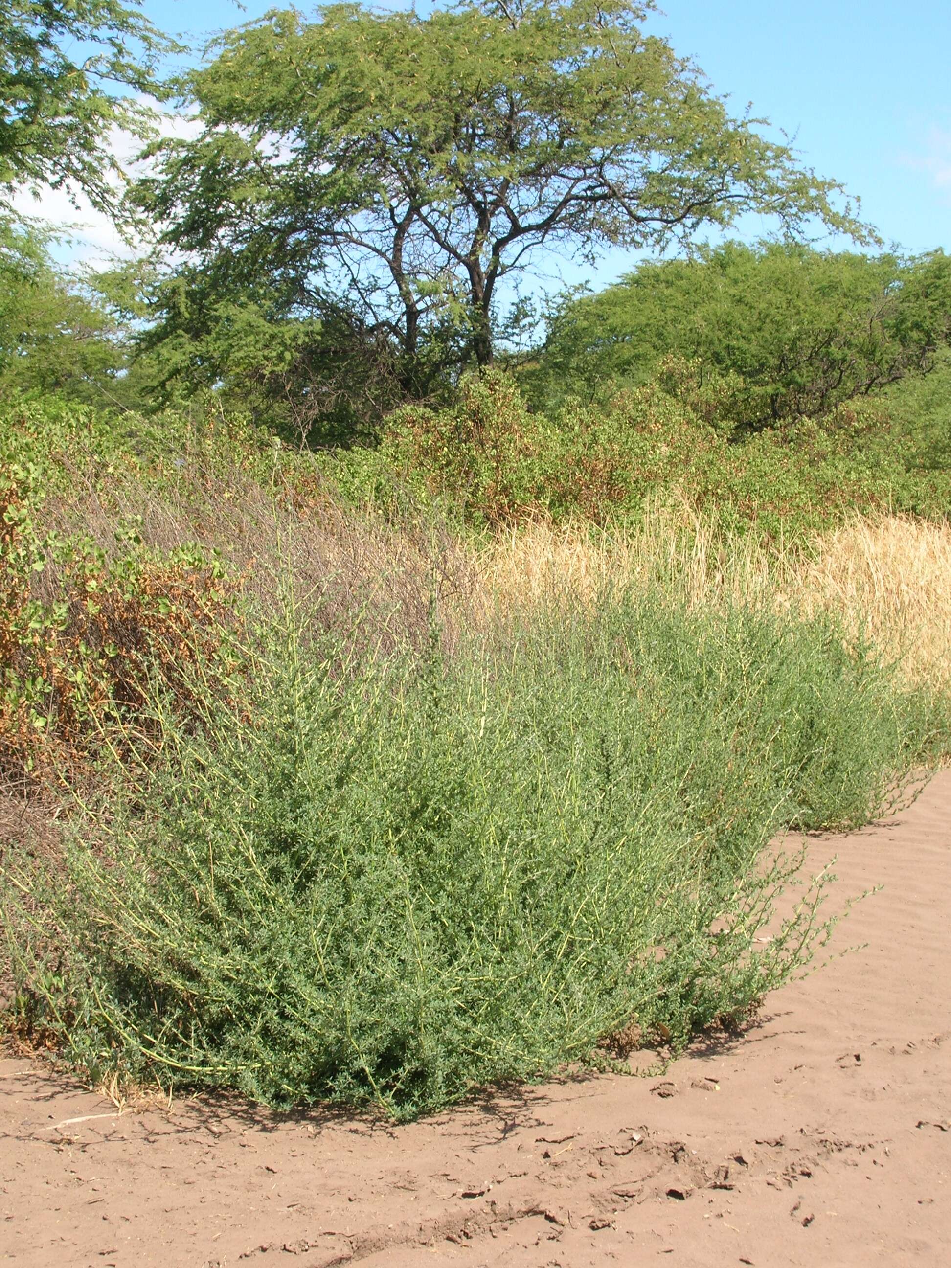 Image of Fivehorn Smotherweed