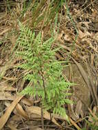 Imagem de Asplenium adiantum-nigrum L.