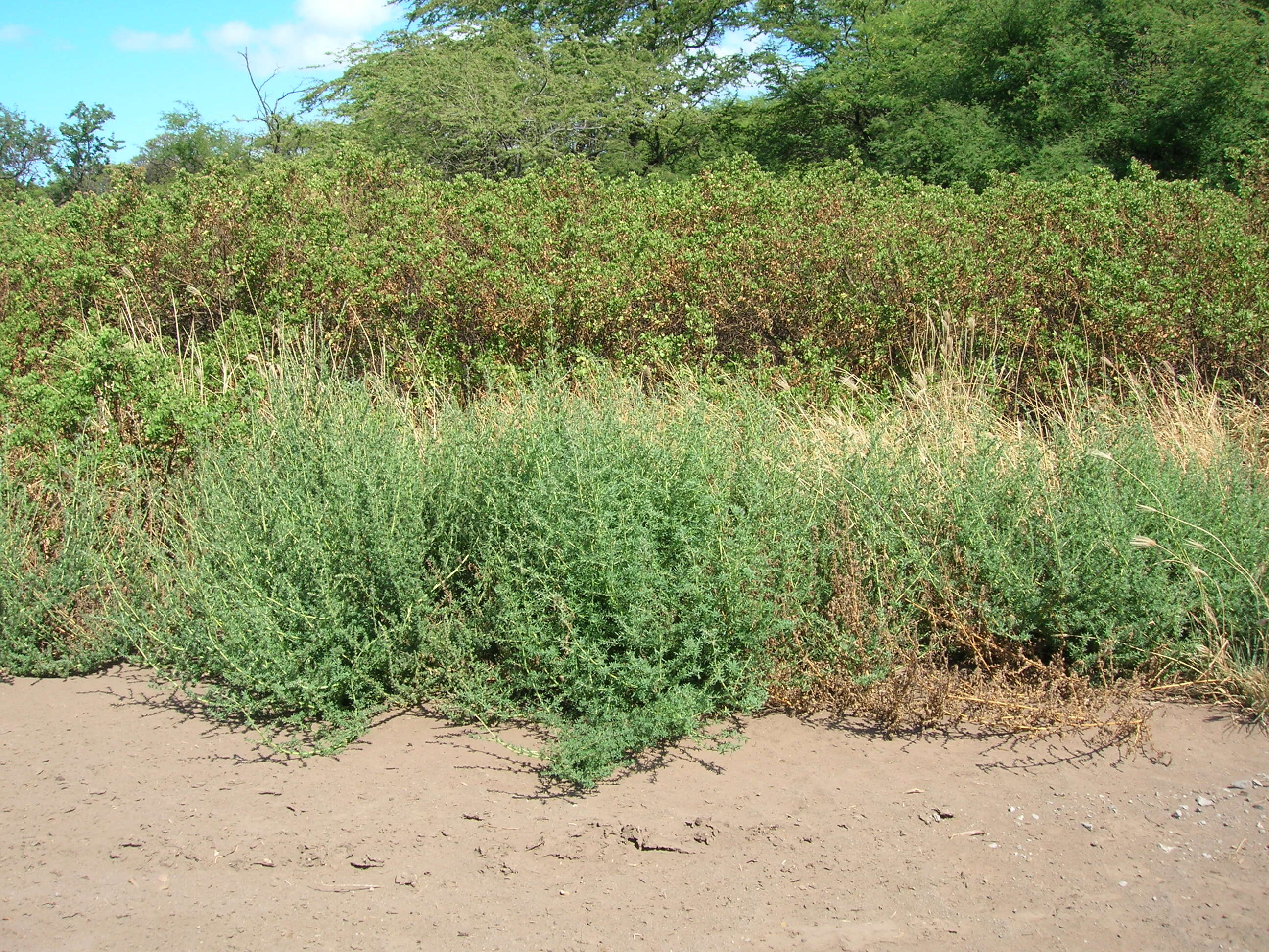 Image of Fivehorn Smotherweed