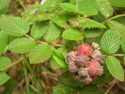 Image of Mysore raspberry