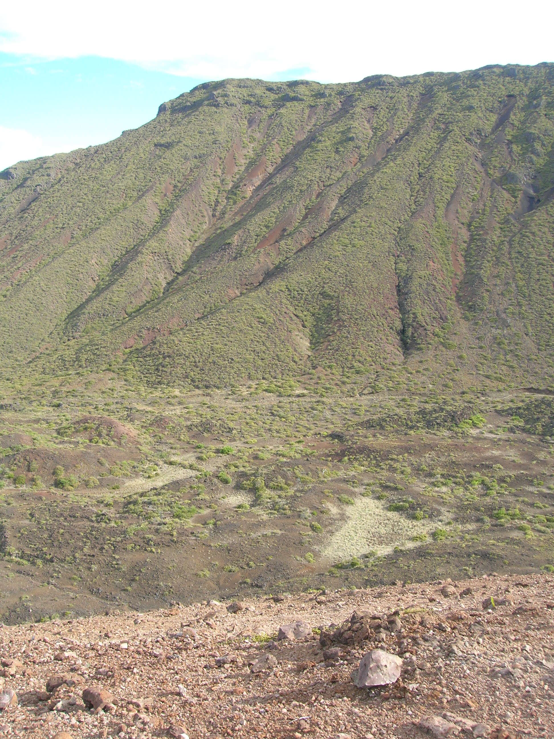 Image of Haleakala sandalwood