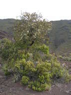 Image of Haleakala sandalwood