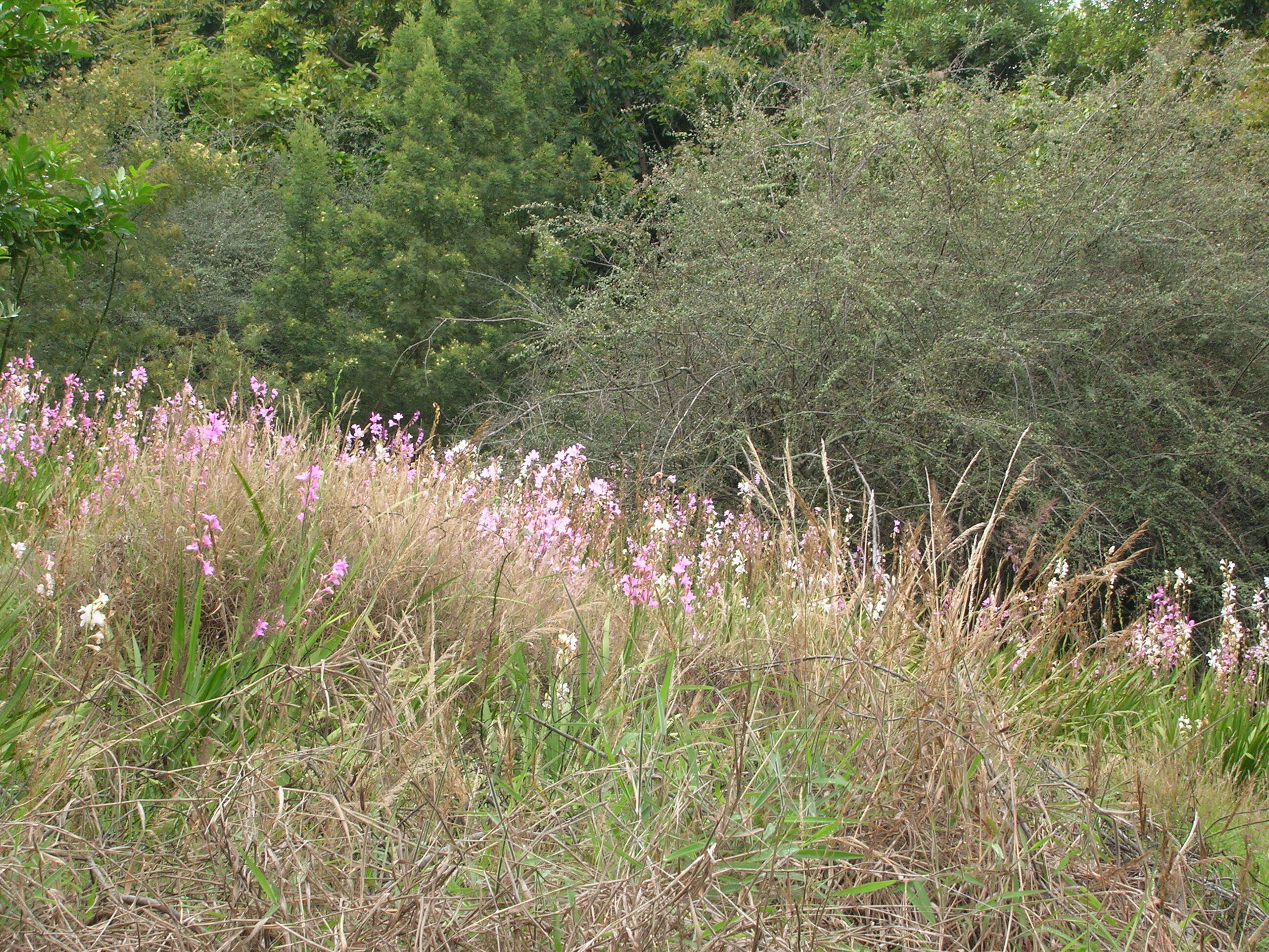 Imagem de Watsonia borbonica (Pourr.) Goldblatt