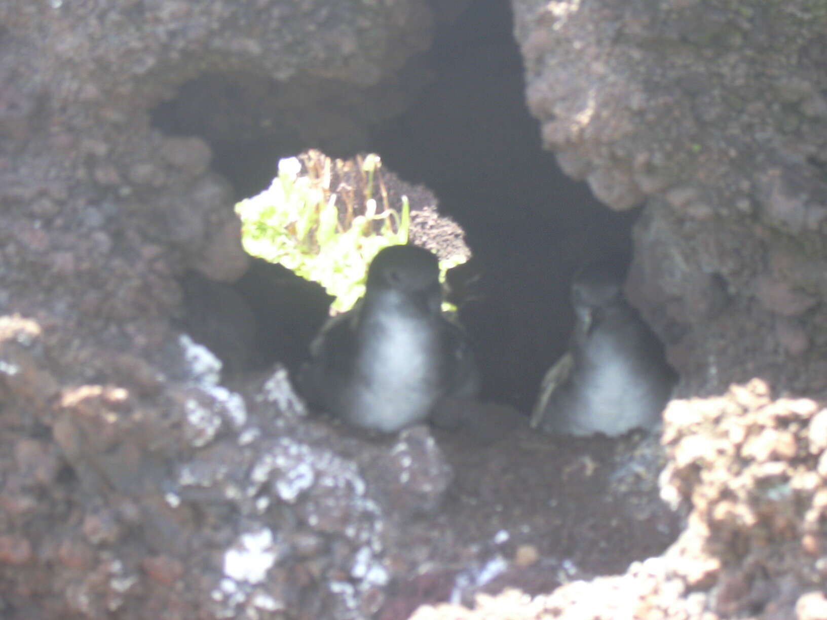 Image of Wedge-tailed Shearwater