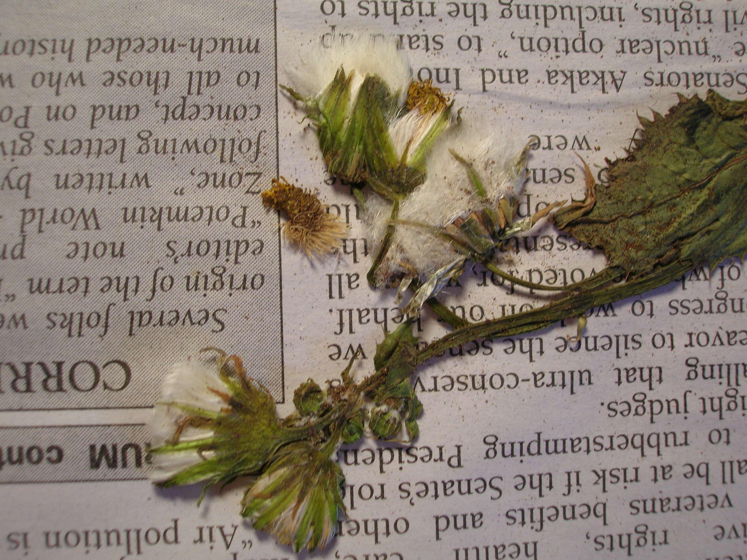 Image of common sowthistle