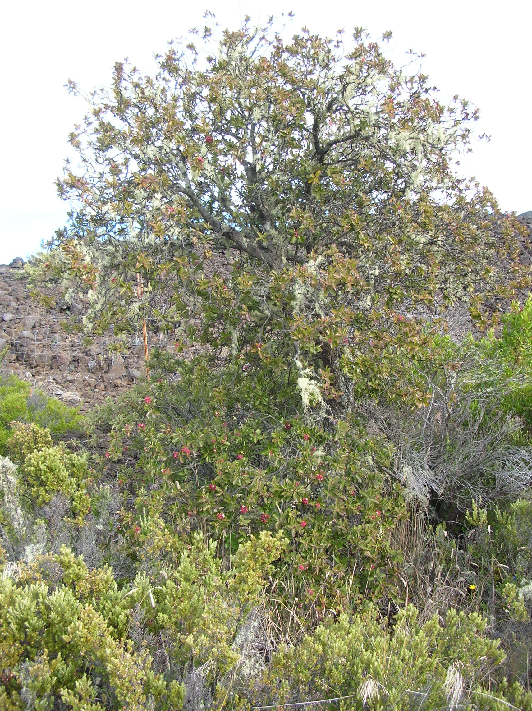 Image of Haleakala sandalwood