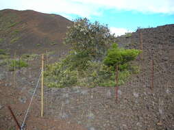 Image of Haleakala sandalwood