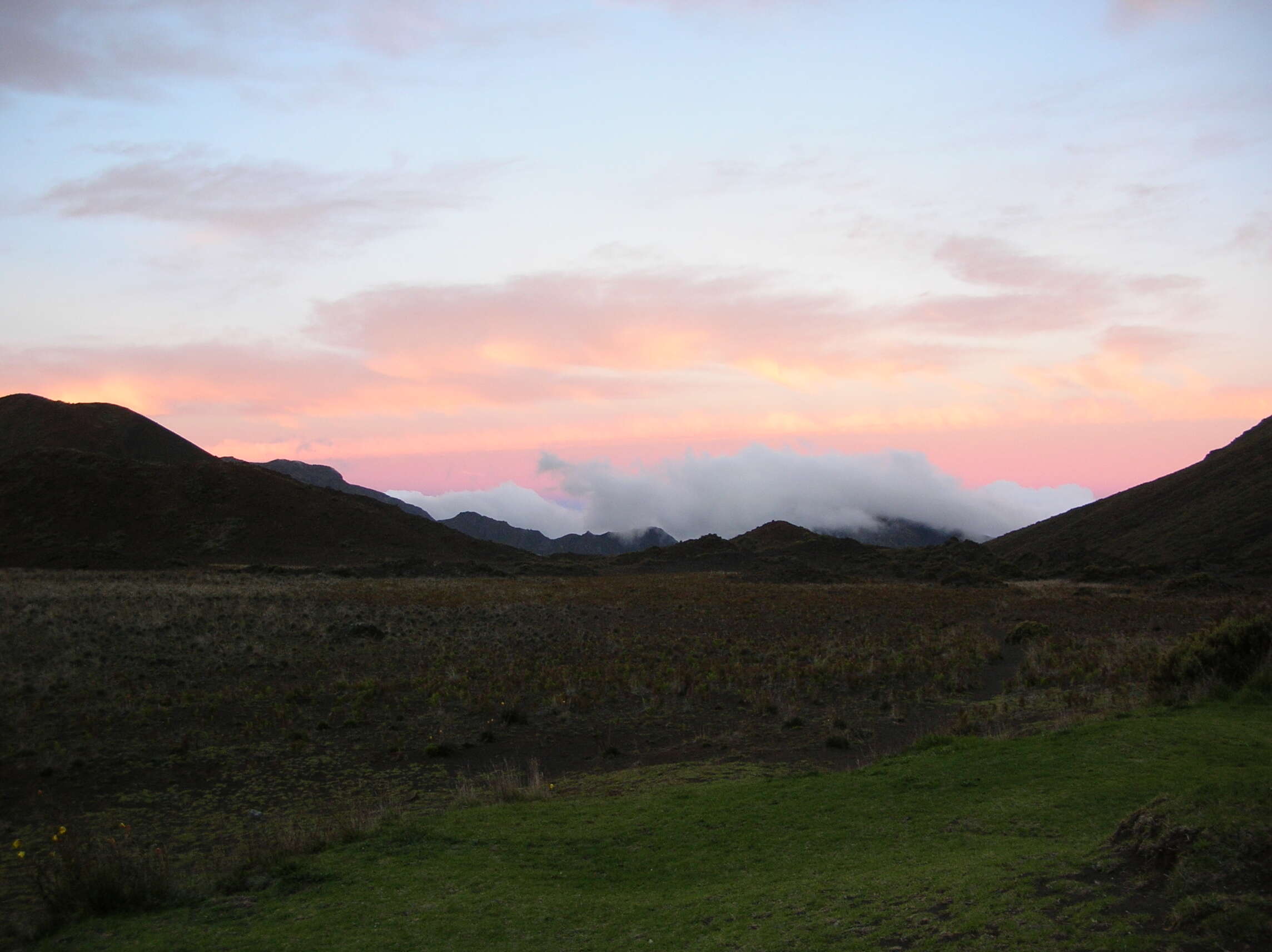 Image of Haleakala sandalwood