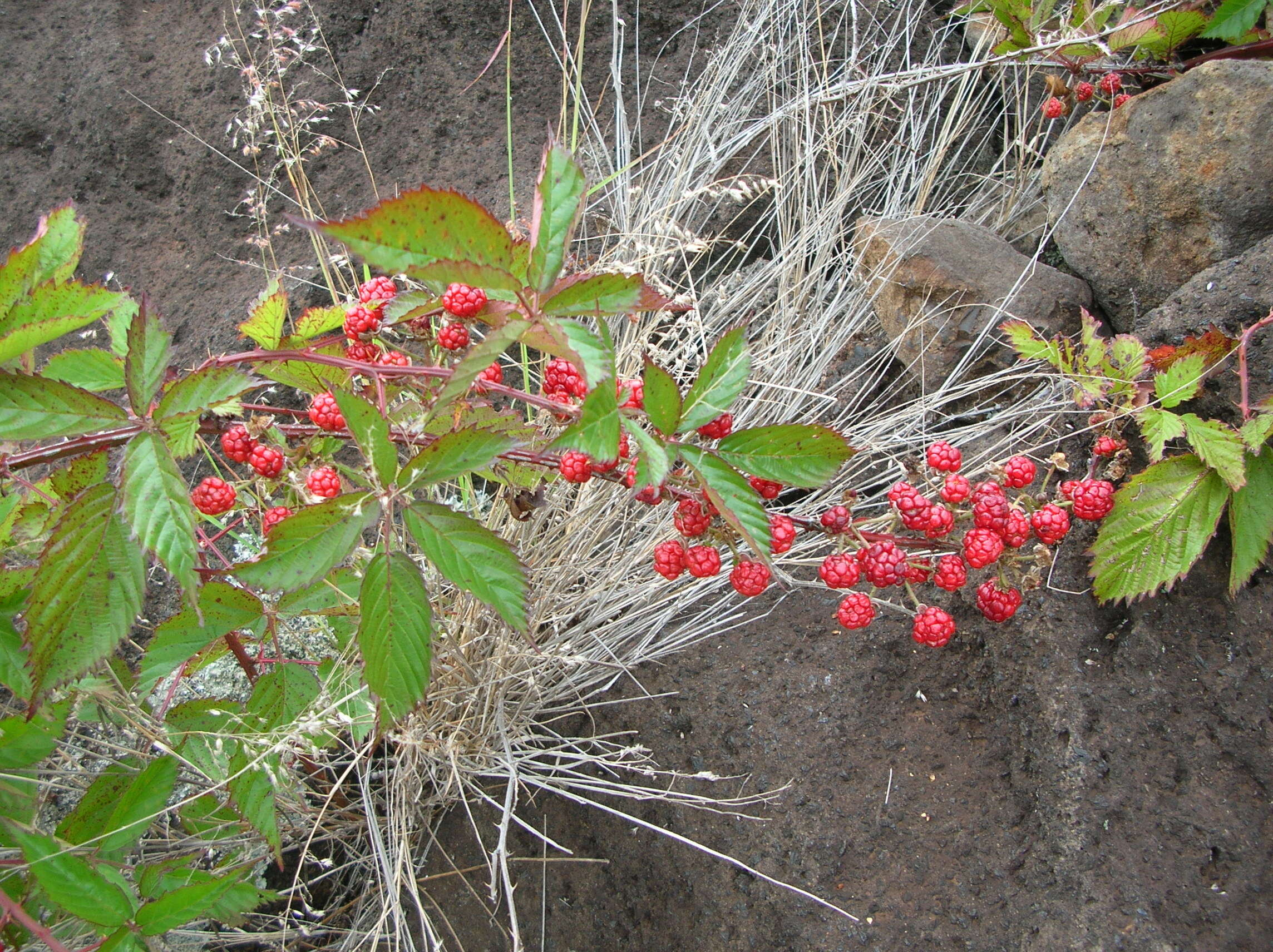 Sivun Rubus argutus Link kuva