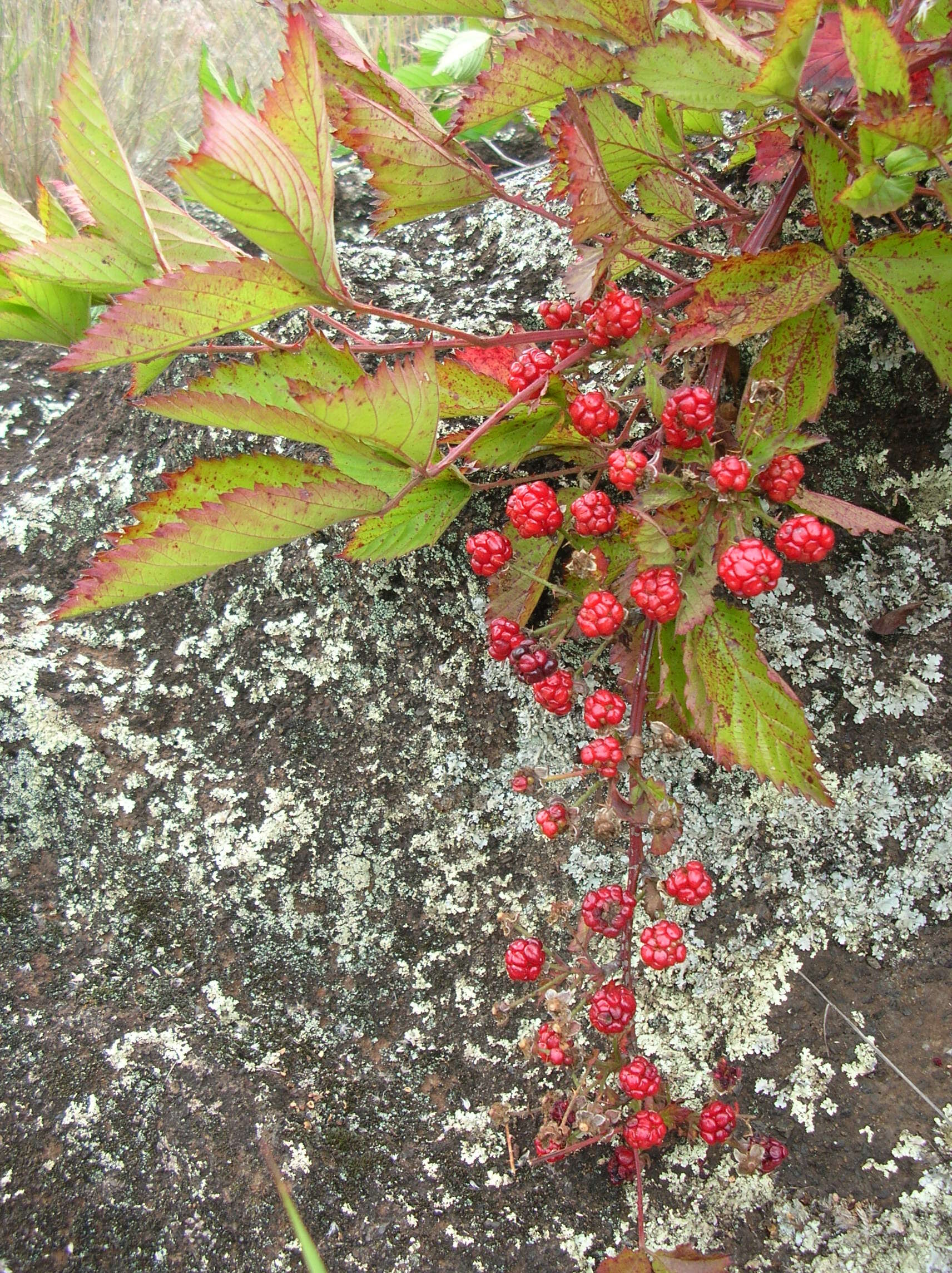 Sivun Rubus argutus Link kuva