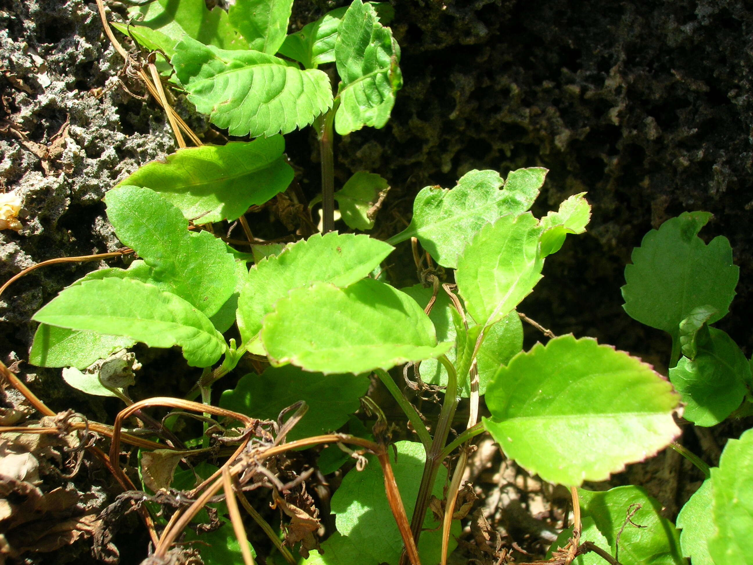 Image of hairy beggarticks