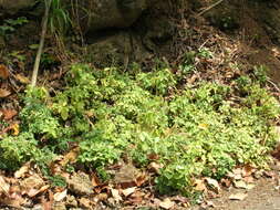 Image of arid-land peperomia