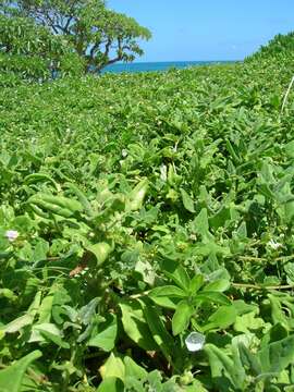 Image of New Zealand spinach