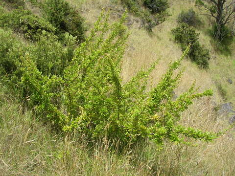 Image de Pyracantha koidzumii (Hayata) Rehd.