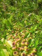 Image de Pyracantha koidzumii (Hayata) Rehd.