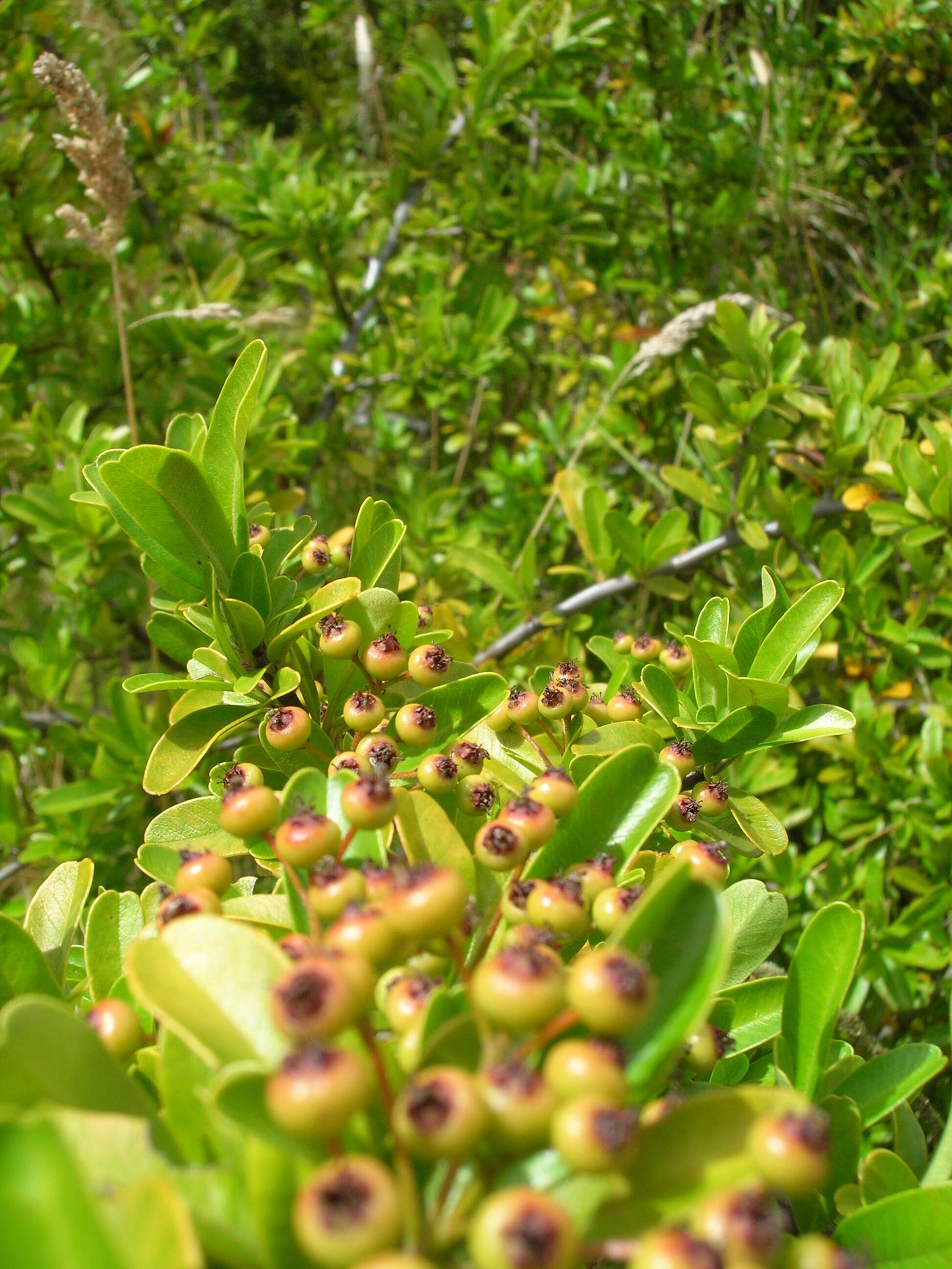 Image de Pyracantha koidzumii (Hayata) Rehd.