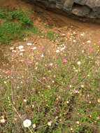 Sivun Erigeron karvinskianus DC. kuva