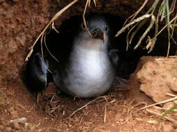 Image of Wedge-tailed Shearwater