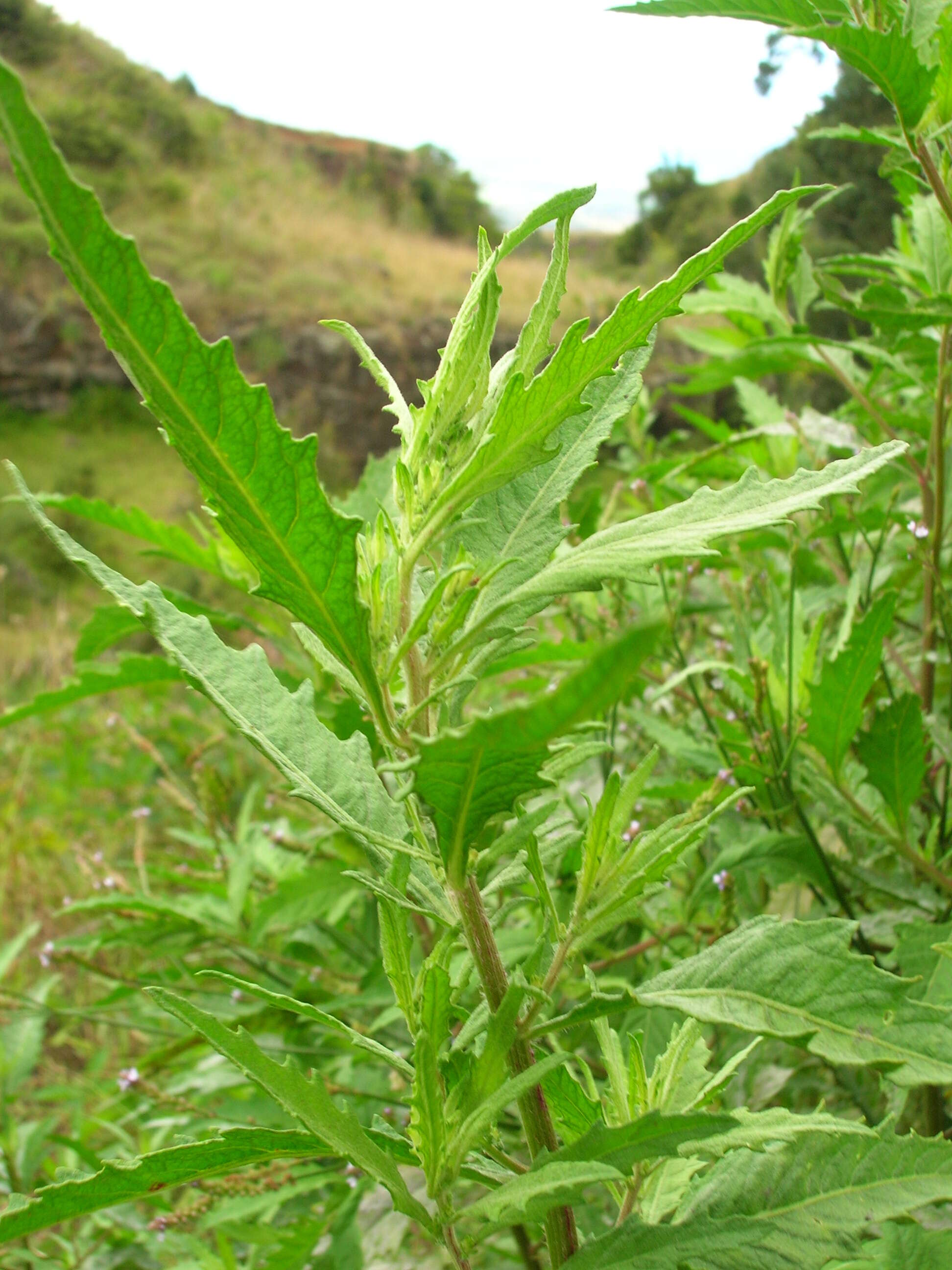 Image of Mexican-Tea