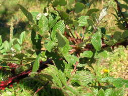 Image of Mysore raspberry