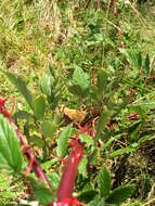 صورة Rubus niveus Thunb.