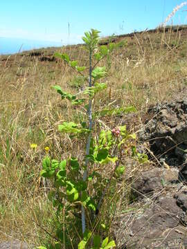 Image of Mysore raspberry