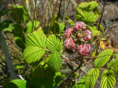 Image of Mysore raspberry