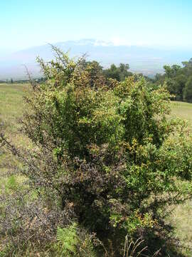 Image de Pyracantha koidzumii (Hayata) Rehd.