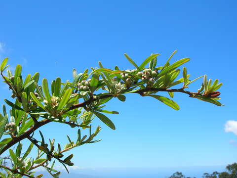 Image de Pyracantha koidzumii (Hayata) Rehd.