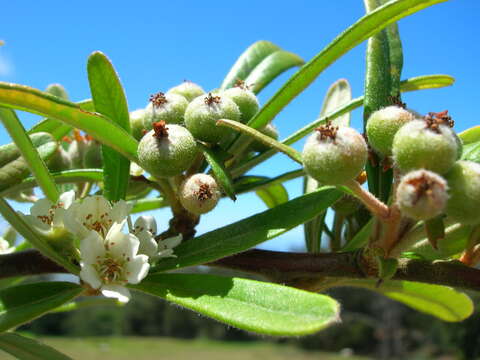 Image de Pyracantha koidzumii (Hayata) Rehd.