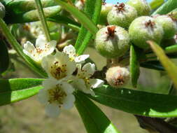 Image de Pyracantha koidzumii (Hayata) Rehd.