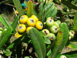 Image de Pyracantha koidzumii (Hayata) Rehd.