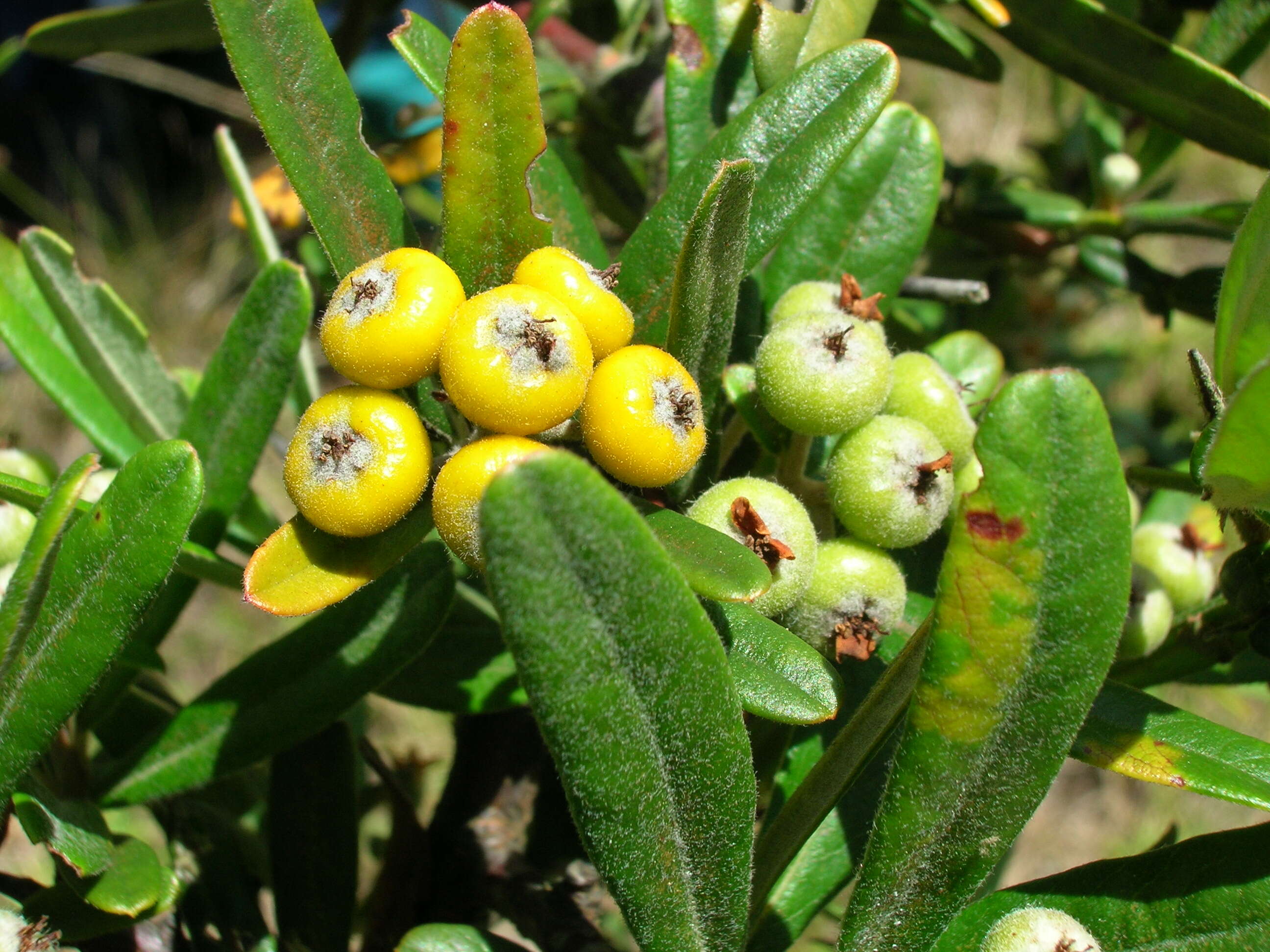 Image de Pyracantha koidzumii (Hayata) Rehd.