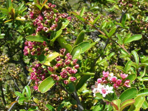 Image de Pyracantha koidzumii (Hayata) Rehd.