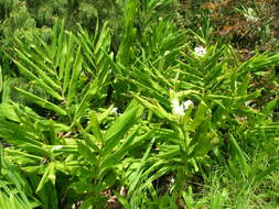 Imagem de Hedychium coronarium J. Koenig