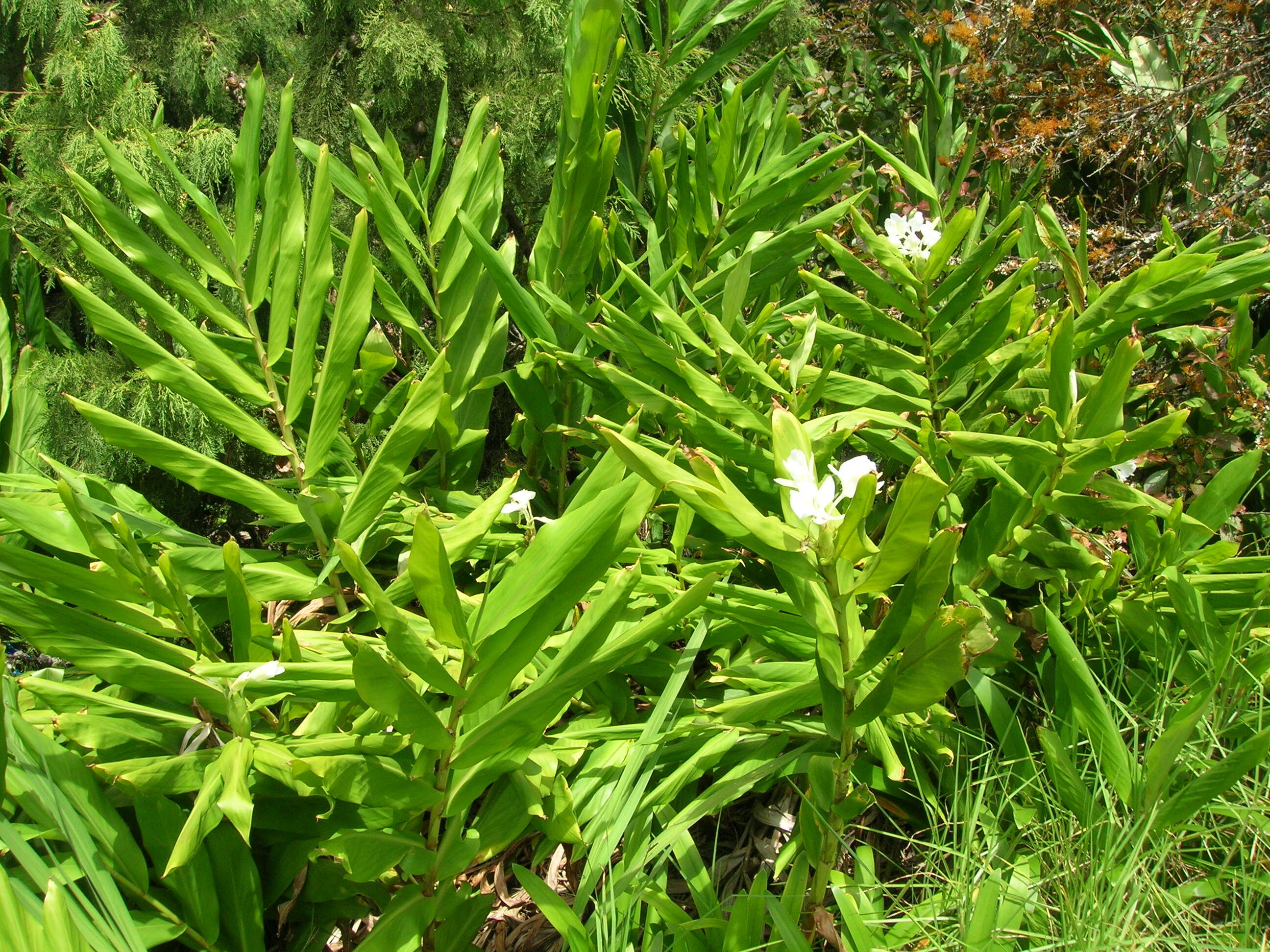 Imagem de Hedychium coronarium J. Koenig