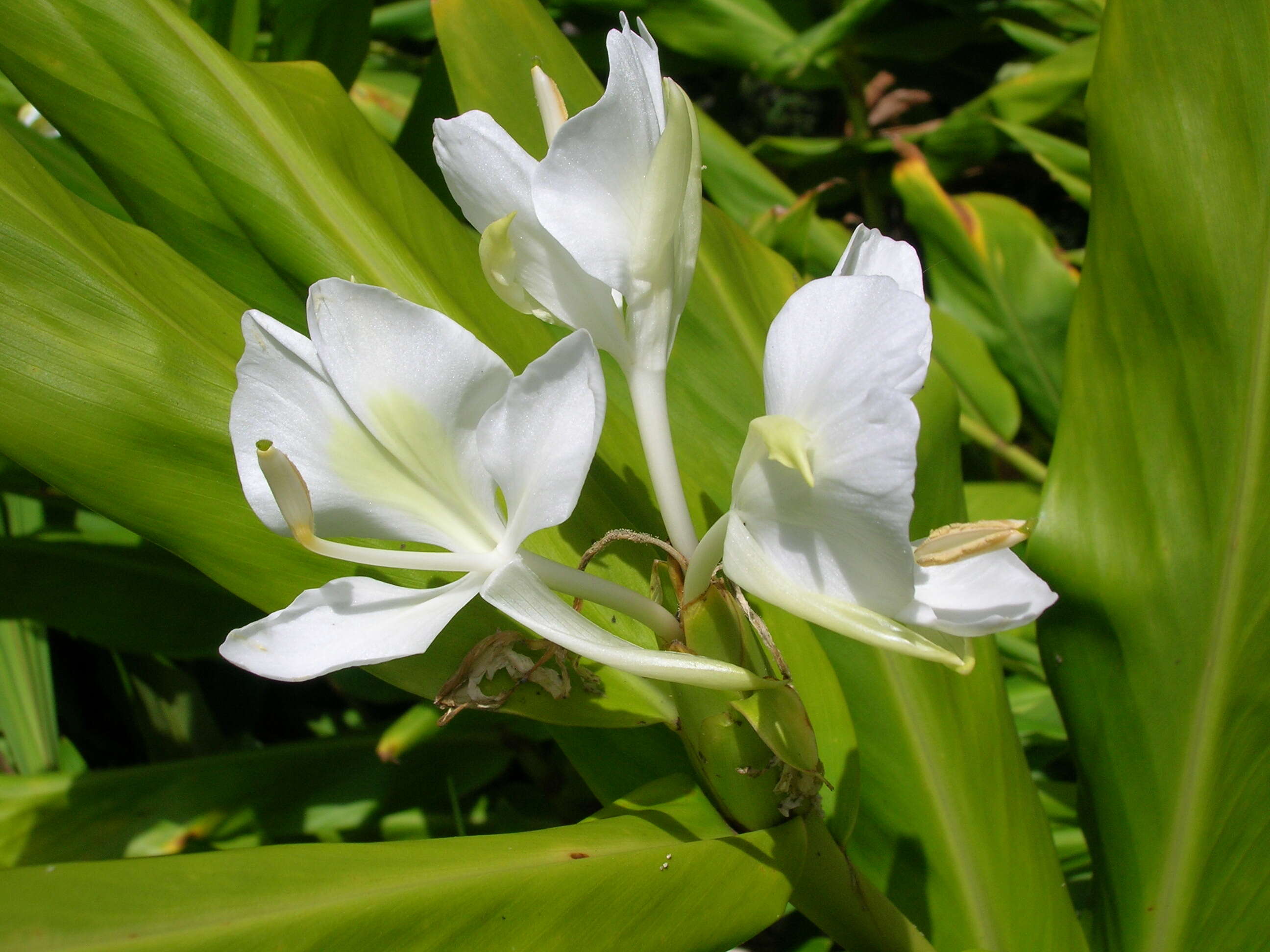 Слика од Hedychium coronarium J. Koenig