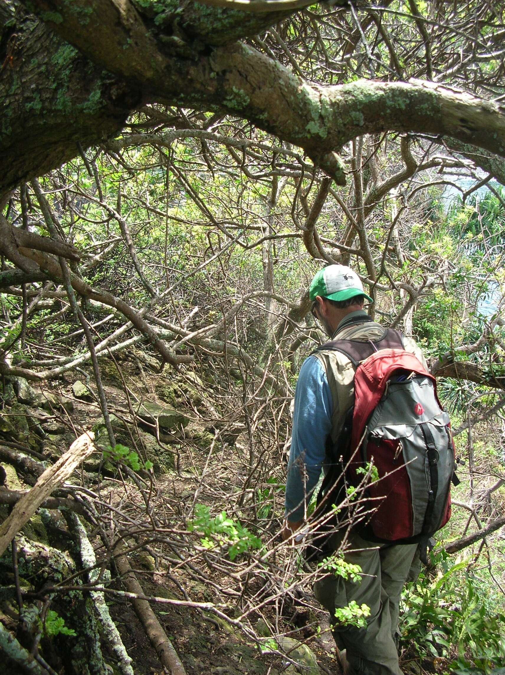 Plancia ëd Schinus terebinthifolia Raddi