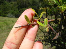 Image de Pyracantha koidzumii (Hayata) Rehd.