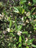 Image de Pyracantha koidzumii (Hayata) Rehd.