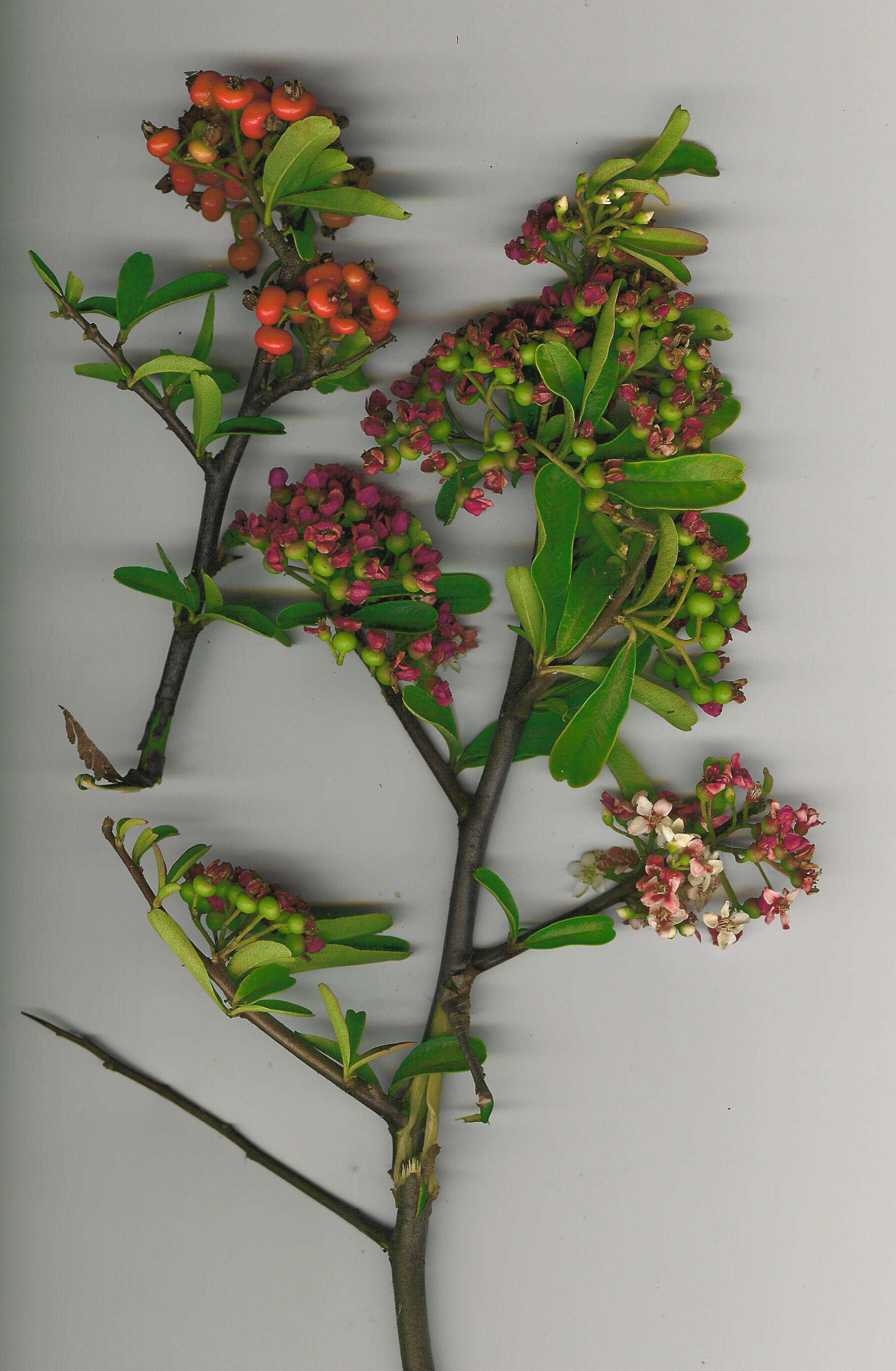 Image de Pyracantha koidzumii (Hayata) Rehd.