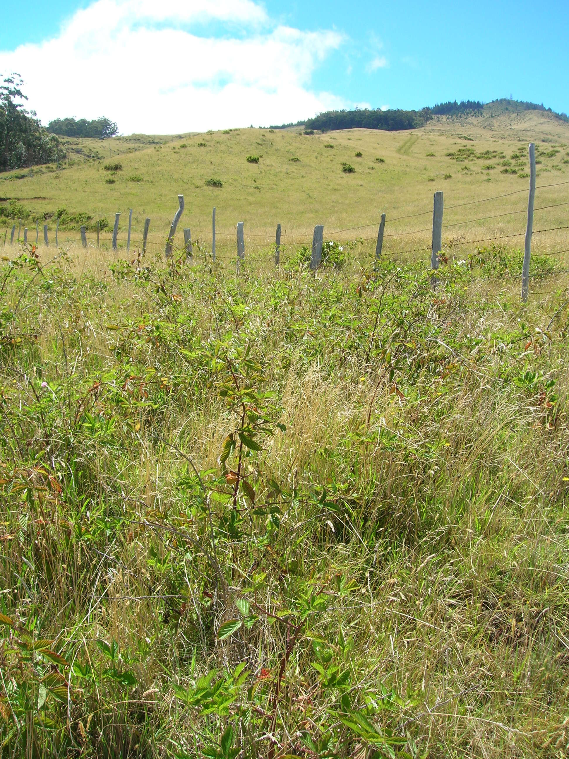 Sivun Rubus argutus Link kuva