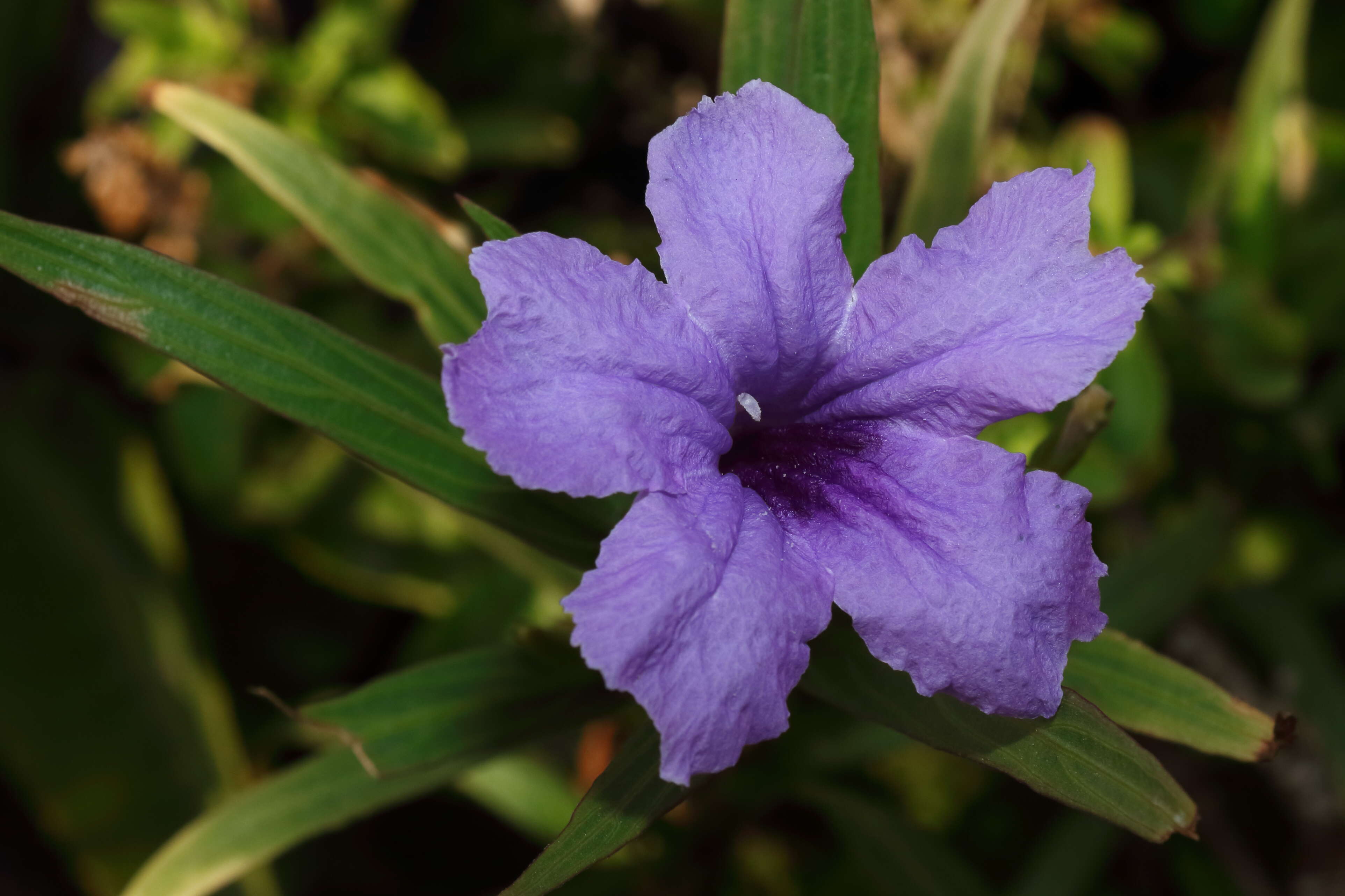 Image de Ruellia simplex Wright