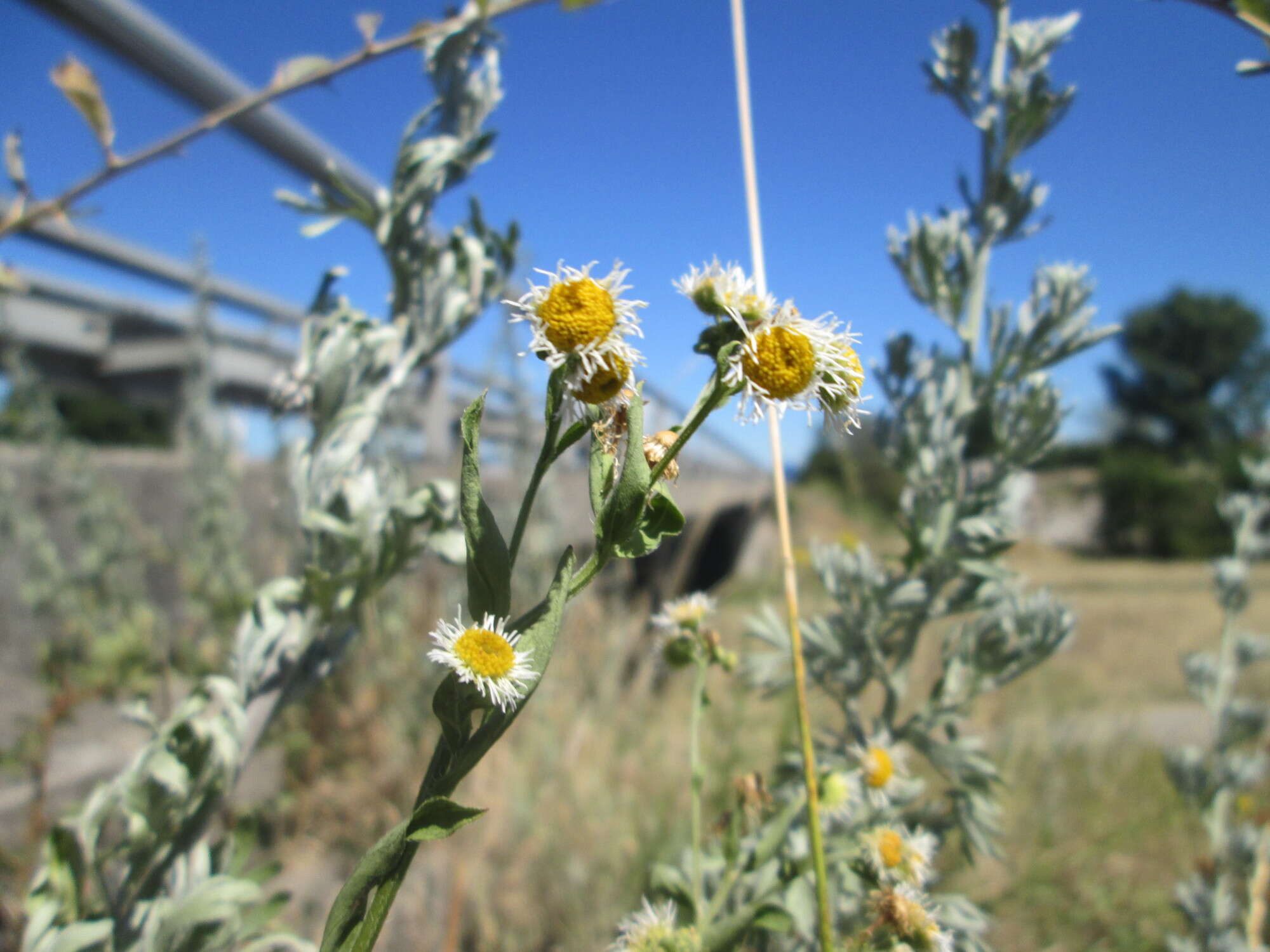 Image of eastern daisy fleabane