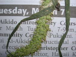 Image of bristly foxtail