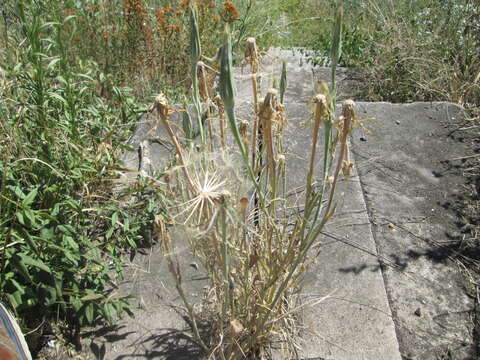 Image of yellow salsify