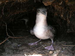 Image of Wedge-tailed Shearwater