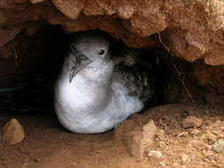 Image of Wedge-tailed Shearwater