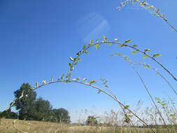 Image of matrimony vine